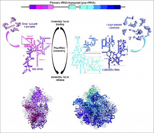 Figure 1. Overview of ribosome biogenesis. (Top) Mature rRNA sequences (cylinders) are transcribed as part of a long primary transcript (pre-rRNA) and are separated by spacer sequences (lines). (Middle) Mature rRNA sequences are produced by removal of the spacer sequences through a series of pre-rRNA processing steps. Ribosome assembly is facilitated by co-transcriptional binding of ribosomal proteins as well as the association and dissociation of trans-acting assembly factors. In yeast, mature 18S and 5.8S/25S rRNAs are divided into 4 and 6 secondary structure domains, respectively. (Bottom) These domains fold up into tertiary structures to form mature ribosomal subunits. The small subunit has characteristic body (B), platform (Pf), and head (H) substructures while the large subunit has a larger rounded body, a central protuberance, the L1 stalk (L1), and the phospho-stalk (P).