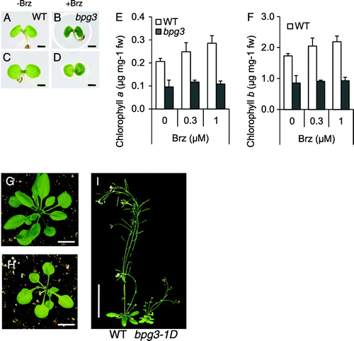 Fig. 2. Identification of the bpg3-1D mutant as a pale-green phenotype by the Brz treatment.Notes: (A)–(D), Cotyledons of the wild-type ((A) and (B)) and bpg3-1D ((C) and (D)) grown on medium for 4 d without Brz ((A) and (C)) or with 1 µM Brz ((B) and (D)). Scale bars, 1 mm. (E)–(F), Endogenous contents of chlorophyll a (E) and chlorophyll b (F) in wild-type (WT) and bpg3-1D plants grown for 14 days without Brz or with 0.3 and 1 µM Brz under long days (16-h light/8-h dark). Error bars indicate SE (n = 3). (G)–(H), Wild-type (G), and bpg3-1D (H) plants grown on soil for 2 weeks. Scale bars, 10 mm. (I) Wild-type (WT), and bpg3-1D plants grown under long days (16-h light/8-h dark) on soil for 3 weeks. Scale bar, 5 cm.