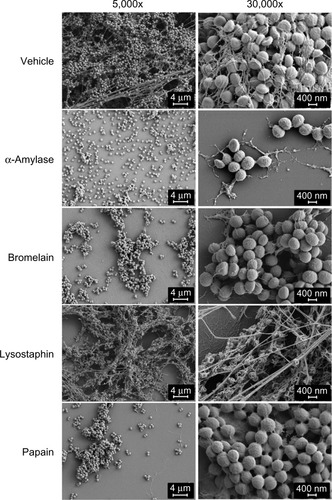 Figure 3 Visualization of dispersal enzyme effect on Staphylococcus aureus biofilms.Notes: MRSA SA5120 biofilms were grown for 24 hours on glass coverslips and then treated for 2 hours with vehicle, α-amylase (1 mg/mL), bromelain (50 μg/mL), lysostaphin (200 μg/mL), or papain (50 μg/mL). Scanning electron microscopy was used to image the biofilms, and representative images from three independent experiments are shown. Left column: images at 5,000× magnification with the scale bar set at 4 μm. Right column: images at 30,000× magnification with the scale bar set at 400 nm.Abbreviation: MRSA, methicillin-resistant S. aureus.