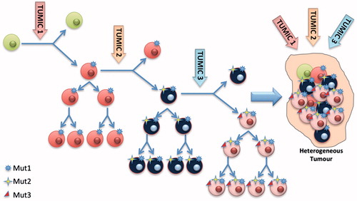 Figure 2. Mutated cells might be able to survive specific microenvironmental conditions, while the tumor microenvironments (TUMICs) perform clonal selection by releasing peculiar growth factors and cytokines. TUMIC1 may select transformed cells harboring only Mut1. The evolving microenvironment in which tumor cells live (TUMIC2) may induce a second favorable mutation, Mut2. Only cells harboring both Mut1 and 2 will survive and generate daughter cells through symmetric division. Finally, a third mutation (Mut3) induced by TUMIC3 will generate more aggressive cells harboring Mut1, Mut2 and Mut3. The process of clonal selection gives rise to tumor heterogeneity.