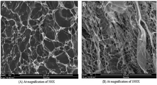 Figure 4. SEM images of ACV loaded β-CD/CS-co-poly(MAA) hydrogel disk (A) at magnification of 200 µm (B) at magnification of 100 µm.