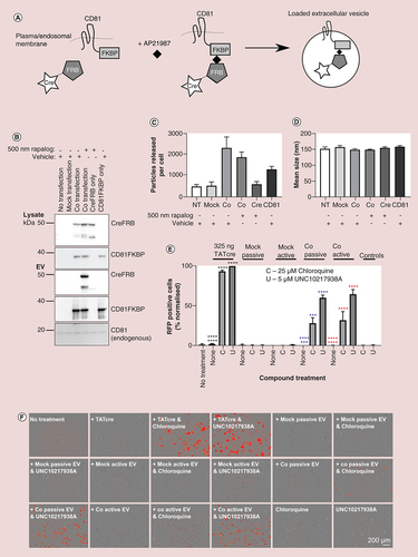 Figure 2. Rapalog-induced dimerization loads extracellular vesicles with CreFRB and functional delivery of CreFRB is only possible in the presence of endosomal escape enhancing compounds. (A) Diagram showing the rapalog-induced dimerization process. CreFRB dimerizes with EV marker CD81FKBP in the presence of rapalog AP21967. This means that CreFRB is in the vicinity of EV biogenesis and should be incorporated into EVs that are produced. (B) Representative western blots showing CreFRB and CD81FKBP expression in EV producing cell lysates and in the EVs isolated from transfected cells in the presence of 500 nM rapalog or vehicle control. Cotransfection condition = both CreFRB and CD81FKBP were expressed in the cells otherwise cells were nontransfected, mock transfected or transfected individually with CreFRB or CD81FKBP. Total 40 μg/well of lysate or equal volumes of EVs (corrected to cell number) were loaded onto the gel; n = 3. Details of antibodies used can be found in Supplementary Table 1. (C & D) Nanoparticle tracking analysis was used to analyze the average number of particles released by each cell (C) and the size of EVs (D) n = 3. Error bars ± standard error of mean. (E) In a 384-well plate approximately 10,000 HEK293 Cre reporter cells were treated with either 325 ng TATCre or 20 μg/ml (1 μg/well) EVs isolated from mock transfected cells and from cells coexpressing both CreFRB and CD81FKBP (co) in the presence of ethanol vehicle control (passively loaded) or 31 nM rapalog AP21967 (actively loaded). After 24 h, the effect that 25 μM chloroquine and 5 μM UNC10217938A had upon functional delivery of EV associated CreFRB was assessed. The normalized percentage of RFP positive cells from the total GFP population is shown; n = 3. Error bars ± standard error of mean. One way analysis of variance. (F) Images showing the RFP expression (positive readout for Cre recombination) for each condition as described in (E). Scale bar 200 μm. Images taken by IncuCyte® S3; n = 3.Significance is indicated by colour coded asterisks that match statistically significant test conditions to the appropriate control. Asterisks in figure represent level of significance: *p ≤ 0.05, **p ≤ 0.01, ***p ≤ 0.001 and ****p ≤ 0.0001.C: 25 μM Chloroquine; EV: Extracellular vesicle; NT: No treatment; RFP: Red fluorescent protein; U: 5 μM UNC10217938A.