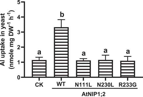 Figure 3. Influence of N/L substitution in the NPA motifs and R/G substitution in the ar/R selectivity filter on AtNIP1;2-mediated Al uptake. Yeast (BY4741) lines carrying the empty control (CK) vector pYES2 and expressing the native or mutated (i.e., N111L, N230L, and R233G) AtNIP1;2 were subject to short-term (2 h) Al uptake assays. Data are means ± SD (n = 3). Different letters above the columns indicate statistically significant differences at P < .05 by Tukey’s test.