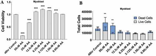 Figure 2. AA reduces myoblast viability at high and moderate doses. Skeletal muscle myoblasts were proliferated for 48 hours with various concentrations of AA. (A) Cell viability was measured using 3-(4, 5-Dimethylthiazol-2-Yl)-2, 5-Diphenyltetrazolium Bromide assay. Viability was affected at concentrations of 50, 25, 12.5, 6.25, 3.15, and 1.56 µM AA. (B) Cell counts were measured using Trypan Blue (0.4%) and an automated counter. Data are expressed as mean ± SEM (***p < 0.001; **p < 0.01; *p < 0.05; all compared to control). n = 3 independent experiments.