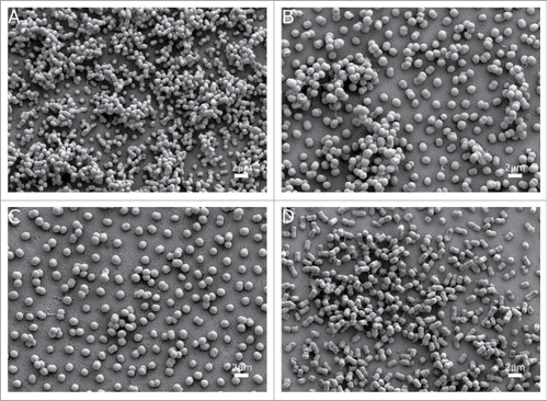 Figure 4. SEM visualization of biofilm on abiotic surfaces of the A. baumannii strains (a) ATCC 17978, (b) AbH12O-A2, (c) AbH12O-A2ΔfhaC and d) AbH12O-A2ΔfhaC complemented. Micrographs were taken at 10,000x magnification. Bars indicate the scale marks (2 μm).
