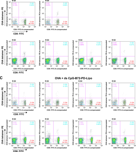 Figure S7 Responses of CD8+ T cells in peripheral blood analyzed by cell sorting.Notes: OVA tetramer-vs-CD8 density plot in mouse vaccinated with (A) OVA alone, (B) OVA + ds CpG-B72-PD/CaP, and (C) OVA + ds CpG-B72-PD-Lipo. Ratio of OVA-specific CD8+ T cells to total CD8+ T cells in each mouse was calculated from these density plots. UR (C-Q2) and LR (C-Q4) regions in quadrant region of each density plot indicate the ratios of OVA-specific and OVA-nonspecific CD8+ T cells in total CD3+ T cells. Ratio of OVA-specific CD8+ T cells was calculated from the equation: 100 × (% in UR)/{(% in UR) + (% in LR)}.Abbreviations: OVA, ovalbumin; ds, double stranded; CpG-B, class B cytosine-guanine; PD, phosphodiester; CaP, calcium phosphate; Lipo, Lipofectamine 2000; UR, upper right; LR, lower right; PE, phycoerythrin; FITC, fluorescein isothiocyanate; SSC, side scatter; FSC, forward scatter; Cy5, cyanine 5.