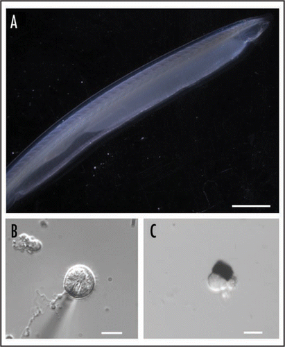 Figure 2 The amphioxus (Branchiostoma floridae). (A) Intact specimen. Calibration bar: 5 mm (B) Joseph cell enzymatically dissociated from the neural tube (the shadow is a recording patch microelectrode). (C) Isolated organ of Hesse, comprised of a pigmented cell and a separate, microvilli-bearing translucent cell. Calibration bars in (B and C): 10 µm.