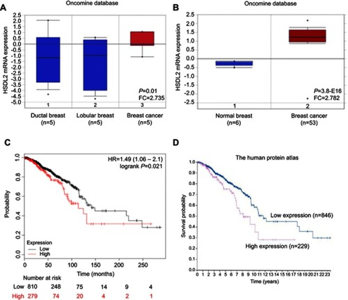 Figure 1 Expression of HSDL2 mRNA in breast cancer tissues.Notes: (A–B) The expression levels of HSDL2 mRNA in normal and breast cancer samples were obtained from the Oncomine database. (C-D) The correlation between the mRNA expression of HSDL2 and survival time of breast cancer patients was predicted by using KM plotter and the Protein Atlas database.