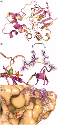 Figure 4. Superposition of the crystal structures of mdN (PDB code 4L6A)Citation17 in light orange and mdNi (PDB code 4MUM) in deep purple. Magnesium and phosphate ions bound in the active site are shown in sphere and stick representations, respectively. (A) View of the overall structures. The partially disordered insertion is represented with a black dotted line. (B) Details of the mdNi insert region with 2Fo − Fc electron density map contoured at 1.0 σ. Residues missing in the crystallographic model are indicated. Catalytic residues (D41, D43, D176, D177) are shown in sticks. (C) Surface representation of the active site. mdN is presented as a solid surface, while the surface of mdNi is shown as mesh.