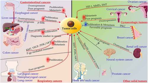 Figure 1. The significance of Stanniocalcin 2 in malignancies and mechanisms. Among gastrointestinal cancers, STC2 is overexpressed in esophageal, liver, gastric and colon cancers, which is associated with poor prognosis, proliferation and metastasis. In gynecologic cancers, such as ovarian cancer, STC2 plays an important role in migration and invasion, which is regulated by distinct signaling pathways. The overexpression of STC2 in cervical cancer was correlated with the poor prognosis. In breast cancer, the overexpression of STC2 partially inhibited EMT by protein kinase C (PKC)/Claudin-1-mediated signaling pathway. In respiratory cancers, including laryngeal, nasopharyngeal, and lung cancers, the overexpression of STC2 predicts poor prognosis, and improves proliferation. The levels of STC2 mRNA and protein are increased in renal cell carcinoma. STC2 is overexpressed in castration-resistant prostate cancer. The overexpression of STC2 may promote head and neck squamous cell carcinoma. STC2 may serve as a useful biomarker in neural system carcinoma
