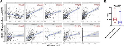 Figure 6 Correlation of zc3h12d with immune infiltration level in LUAD. (A) The correlations between zc3h12d expression and infiltrating levels of immune cells, including B cell (p = 1.30e-13), CD8 + T cell (p = 1.18e-04), CD4 + T cell (p = 2.59e-20), neutrophil (p = 4.52e-15), macrophage (p = 1.57e-01), dendritic cells (p = 1.13e-09), tregs (p = 9.14e-03), monocyte (p = 5.01e-06), and NK cell (p = 7.54e-01) relative to zc3h12d expression. (B) Relations between the expression of zc3h12d and B cells in LUAD (p = 0.0009).