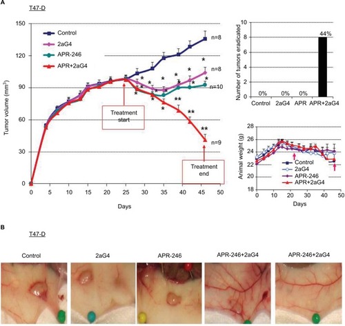Figure 6 APR-246 and 2aG4 exert additive inhibitory effects on T47-D tumor xenograft growth in nude mice.