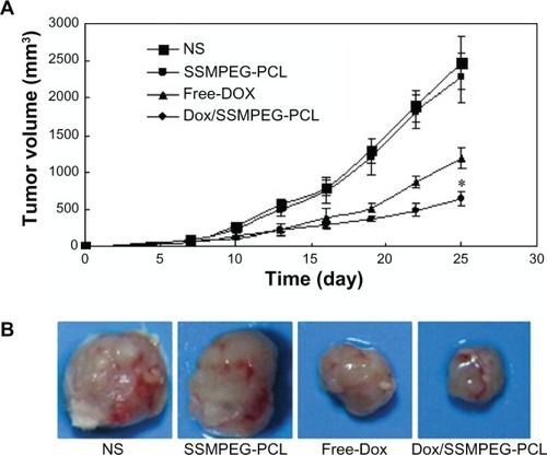 Figure 9 Antitumor effect of Dox/SSMPEG-PCL in vivo. (A) Tumor development curve. Female mice were inoculated with C-26 cells on day 0. On day 7, the mice were randomized into four groups, and were injected intravenously with saline (NS), empty SSMPEG-PCL micelles, free Dox, or Dox/SSMPEG-PCL micelles. (B) Representative photos of tumors in each treatment group on day 25.Notes: This indicated that Dox/SSMPEG-PCL could more effectively inhibit the growth of colon tumor than free Dox. Asterisk denotes significant differences between treatment groups (P < 0.05).Abbreviations: Dox/SSMPEG-PCL, doxorubicin-loaded star-shaped monomethoxy poly (ethylene glycol)-poly(å-caprolactone); SSMPEG-PCL, star-shaped monomethoxy poly (ethylene glycol)-poly(å-caprolactone); Dox, doxorubicin.