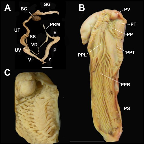 Figure 6. Genital details of Figuladra bromileyorum sp. nov. A, Genitalia; B, Penis interior; C, Apical penial chamber showing verge and the apical raised pilaster of tongue-like pustules. A–C, QMMO86887, Dundowran, SEQ. Scale bars = 10 mm.