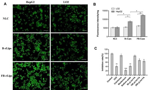 Figure 7 (A) Images of HepG2 and LO2 cells treated with NLC, B-rLips, FB-rLips, respectively. The bar was 100 μm. (B) Uptake of NLC, B-rLips, FB-rLips in HepG2 and LO2 cells observed qualitatively by a multimode microplate reader (n=5), *p<0.05, **p<0.01. (C) The effects of various inhibitors and serial concentrations of FA on the endocytosis of FB- rLips into HepG2 cells (n=5). *p<0.05, **p<0.01, ***p<0.001 compared to control group.