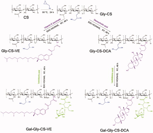 Figure 1. Synthetic scheme of chitosan derivatives (Gly-CS, Gly-CS-VE, Gal-Gly-CS-VE, Gly-CS-DCA, and Gal-Gly-CS-DCA).