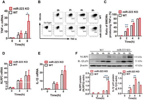 Figure 6 miR-223 deficiency promoted the monosodium urate (MSU)-induced inflammatory response by targeting NLRP3. (A) Relative expression of TNF-α mRNA in bone marrow-derived macrophages (BMDMs) treated with MSU (100 μg/mL) at 0, 4 or 8 hours was detected by real-time qPCR. (B and C) BMDMs from WT and miR-223 KO mice were incubated with MSU crystals (100 μg/mL) for 0, 2, 4 or 8h and brefeldin A (1:1000) was added to block cytokine secretion 1 h after MSU crystals administration. The BMDMs were represented by F4/80+CD11b+. (B) TNF-α was detected by FACS. (C) The ratio of BMDMs producing TNF-α was compared between miR-223 KO and WT mice. (D and E) Relative expression of NLRP3 (D) and IL-1β (E) mRNA in BMDMs treated with MSU (100 μg/mL) at 0, 4 or 8 h were detected by real-time qPCR. (F) The protein levels of NLRP3 and IL-1β p31 in the BMDMs from miR-223 KO and WT mice treated with MSU at 0, 2, 4 or 8 h were detected by Western blot and were analyzed using Image J software. The results are representative of 3 independent experiments. n=3–5 for each group, and the unpaired t-test was used for each group at the indicated time points. *P<0.05, **P<0.01, ***P<0.001.