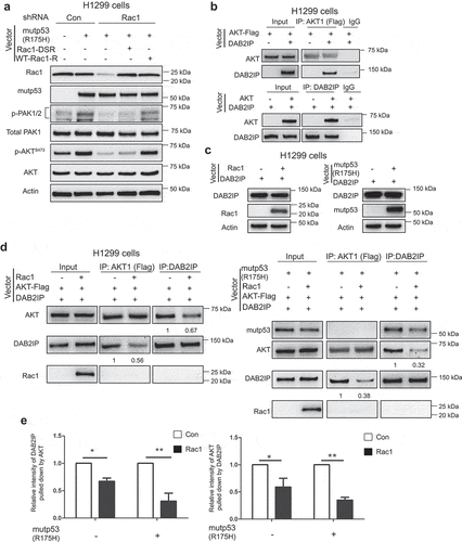 Figure 4. Mutp53 activates AKT through Rac1 activation and Rac1 activation by mutp53 inhibits DAB2IP-AKT interaction. (a) H1299 cells with or without knockdown of endogenous Rac1 were transfected with vectors as indicated. Ectopic expression of mutp53 increased the levels of p-PAK1/2 and p-AKT S473 in cells which was abolished by knockdown of endogenous Rac1. The effect of mutp53 on increasing of p-PAK1/2 and p-AKT S473 levels was restored in cells with knockdown of endogenous Rac1 by expression of wild type Rac1 resistant to Rac1 shRNA (WT-Rac1-R) but not SUMOylation site mutant Rac1 resistant to Rac1 shRNA (Rac1-DSR). (b) AKT interacted with DAB2IP in H1299 cells transfected with vectors expressing AKT and DAB2IP, respectively. The DAB2IP-AKT interaction was determined by co-IP assays using anti-Flag and anti-DAB2IP antibodies, respectively, followed by western-blot assays. (c) H1299 cells were transfected with vectors expressing DAB2IP together with vectors expressing Rac1 or mutp53 (R175 H) as indicated. The protein levels of DAB2IP were determined by western-blot assays. (d) Rac1 reduced the DAB2IP-AKT interaction, especially in the presence of mutp53. H1299 cells were transfected with vectors as indicated. The DAB2IP-AKT interaction was determined by co-IP assays followed by western-blot assays. (e) Quantification of the DAB2IP-AKT interaction by measuring the relative intensity of DAB2IP pulled down by AKT-Flag (left panel) and the relative intensity of AKT-Flag pulled down by DAB2IP (right panel) in co-IP assays. Data are presented as mean ± SD, n = 3. * p < 0.05, ** p < 0.01, Student’s t-test.