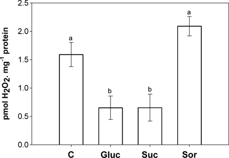 Figure 3. Hydrogen peroxide accumulation in the second pair of leaves incubated for 24 hours with either water (C) or 200 mM sugar solutions: glucose (Gluc), sucrose (Suc) and sorbitol (Sor). Results are expressed as means ± SE of 12 plants in three independent experiments. Different letters indicate significant differences from controls (P < 0.05, DGC).