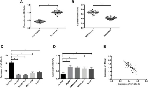 Figure 1 Expression levels of miR-26a-5p and HMGA2 in HCC. (A) The expression of miR-26a-5p in HCC tissue was downregulated; (B) The expression of HMGA2 in HCC tissue increased; (C) The expression of miR-26a-5p was downregulated in HCC cells; (D) The expression of HMGA2 in HCC cells increased; (E) The expression of miR-26a-5p was negatively correlated with HMGA2. *Indicates P <0.05.