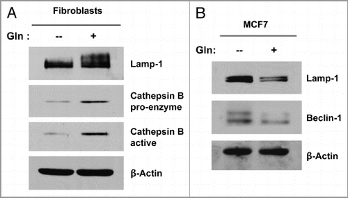 Figure 6 Glutamine decreases autophagy in MCF7 cells, but increases autophagy in fibroblasts. Single cultures of fibroblasts (A) and MCF7 cells (B) were incubated with high glutamine or no glutamine media for 3 d. Cells were then lysed and subjected to immuno-blot analysis with a panel of autophagy markers. Equal loading was assessed by β-actin immunoblotting. Note that high glutamine strongly induces the expression of autophagy markers (Lamp-1 and Cathepsin B) in the fibroblasts (A). However, high glutamine decreases the expression of autophagy markers (Beclin-1 and Lamp-1) in MCF7 cells (B). These results suggest that the glutamine-mediated effects on autophagy are compartment-specific.