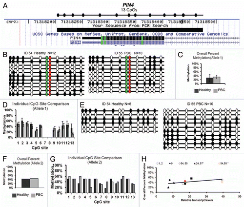 Figure 2 Bisulfite sequencing analysis of PIN4 promoter methylation and genotype. (A) Chromosomal sequence location of the region of the PIN4 promoter that was analyzed by bisulfite sequencing. This region contains 11 or 13 CpG sites dependent on SNP: ss10563357. All samples were homozygous for allele 1 (11 CpG sites, AG at sites 7 and 8) except for one discordant twin set heterozygous for alleles 1 and 2 (allele 2 has 13 CpG sites). (B and E) Bisulfite sequencing results for the heterozygous twin pair 54 and 55. Results are exhibited as in (1B) except red and green filled circles represent CG sites absent in allele 1 and the two alleles are grouped separately as allele 1 (B) and allele 2 (E). DNA methylation patterns were variable between clones, alleles and twins, but no apparent association was observed between PBC status or allele status and DNA methylation. (C and F) Overall percent methylation of allele 1 (C) or allele 2 (F) was determined and graphed as mean ± SEM of all available samples. (D and G) Site specific analysis of individual CpG sites in the PIN4 promoter of allele 1 (D) or allele 2 (G) was determined and graphed as mean ± SEM of all available samples. (H) Analysis of PIN4 promoter methylation versus transcription for each individual sample. Each twin pair is represented by an individual symbol, as shown, with filled symbols representing PBC and open symbols representing healthy individuals of each twin pair; black symbols representing allele 1 and red symbols representing allele 2. Allele 1 of PIN4 showed a trend for increased transcription with increased methylation that was not siginificant, while allele 2 did not show an apparent correlation between transcription and methylation.