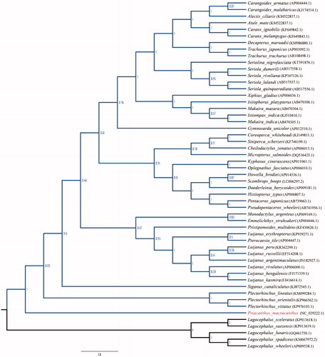 Figure 1. Phylogenetic tree was constructed using the neighbor-joining based on the complete mitochondrial genome sequences.