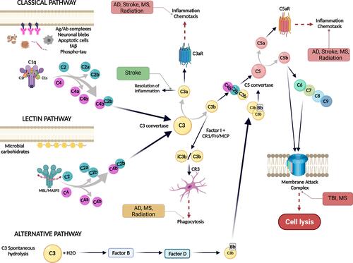 Figure 1 Overview of the complement system activation pathways. The complement system can be activated by three different pathways: classical, lectin or the alternative pathway. The presence of neuronal blebs, fAß, phosphor-tau, apoptotic cells or antigen-antibody complexes can bind to C1 complex and activate the classical pathway. The lectin pathway is activated when microbial carbohydrates bind mannan-binding lectin (MBL) in complex with MASP1/2 and the alternative pathway is activated by a spontaneous hydrolysis of C3. All three pathways converge at C3, that is cleaved by the C3 convertase into C3a and C3b. C3a promotes chemotaxis via C3aR, while C3b could bind to C4b2b to form the C5 convertase and cleave C5 into C5a and C5b. C5a is a potent inflammatory effector that promotes chemotaxis and activation through C5aR1, while C5b binds to C6, C7, C8 and C9 to form the membrane attack complex (MAC) to induce cell lysis. Green boxes indicate a beneficial role of the complement system, orange boxes mean that the effect can be either beneficial or detrimental if dysregulated and red boxes denote a detrimental effect of the complement system associated with specific conditions. Created with BioRender.com.