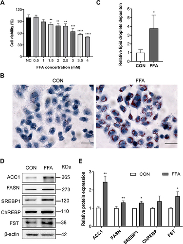 Figure 2 FST expression increased in the FFA-treated human liver (LO2) cells. (A) CCK-8 assay results showed the viability of LO2 cells treated with different concentrations of FFA. (B and C) Oil red O staining and analysis result of LO2 cells with the control (CON) and 1 mM FFA treatment (400×, scale bar: 50 µm). (D and E) The protein expression and analysis results of FST, ACC1, FASN, SREBP1, and ChREBP in LO2 cells with the control and 1 mM FFA treatment. β-actin was used as a loading control.