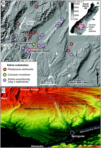 Figure 1. Location map for the Springvale Scientific Reserve in the Central Otago rain shadow zone. A, Contoured rainfall map of the South Island of New Zealand (modified from NIWA Citation2015), showing the Central Otago rain shadow in the lee of the Southern Alps mountains. B, Hillshade image showing folded mountain and valley topography in the Central Otago rain shadow and locations of principal saline sites. C, Oblique digital image (2× vertical exaggeration) of the Pleistocene Waikerikeri Fan emanating from the rising Dunstan Range, with Springvale site on the distal edge of the fan.