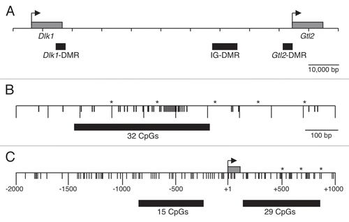Figure 1 (A) Dlk1-Gtl2 imprinting cluster, including transcriptional start sites (arrows) and transcription units (hatched boxes). (B) Portion of IG-DMR analyzed in this study. The 458 bp region analyzed by bisulfite mutagenesis and DNA sequencing corresponds to positions 110,766,298-110,766,755, NC_000078.5 (black box). Polymorphisms (*) between C57BL/6J and Mus musculus castaneus are as follows: (B6/CAST): 110,766,439 (A/G), 110,776,579 (G/A), 110,766,774 (G/A), 110,766,902-110,766,904 (TTT/TT), 110,767,052 (A/G). (C) Schematic of the Gtl2-DMR, including the Gtl2 transcriptional start site (arrow) and exon 1 (hatched box); +1 corresponds to position 110,779,206. Regions analyzed correspond to positions 110,778,378-110,778,966 and 110,779,331-110,780,052. Polymorphisms are as follows: 110,779,741 (G/A), 110,779,881 (A/G), 110,780,030-110,780,031 (AA/GC).