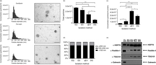 Fig. 5.  Alternative rapid isolation techniques of exosomes from concentrated media. (a) Size distribution and EM images of particles isolated from precipitation methods and qEV SEC columns, size bar=200 nm. (b) Precipitation methods isolate significantly more particles (<100 nm) compared to SEC and density gradient purification. (c) Concentration of particles expressed as a ratio per microgram of protein. Both SEC and DG provide superior purity as illustrated by significantly more particles per microgram of protein compared to precipitation protocols. (d) No difference was observed in the particle size composition of different isolation methods. (e) Western blot analysis of 10 µg of protein from each protocol. Exosome-positive markers were enriched in qEV and DG lysates compared to precipitation isolations, and all isolation techniques were absent for Calnexin, which was present only in the cell lystate fraction. n=3±SEM, *p<0.05, **p<0.01, ***p<0.001. CL: cell lysate; EQ: ExoQuick™; ES: Exo-spin™; qEV: size exclusion columns; DG: density gradient.