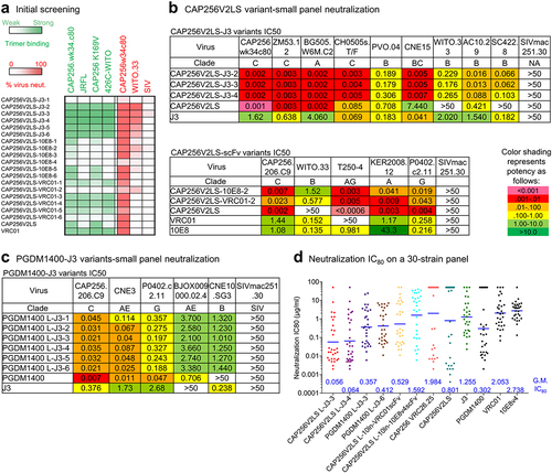 Figure 2. Evaluation of antibody variants and selection of variants with improved neutralizing breadth. (a) Screening of designed antibody variants for binding to trimers from CAP256V2LS-resistant virus strains and neutralization on a CAP256V2LS-resistant virus. Each row represent the results of binding in green color or neutralization in red color. Darker colors indicate better binding or neutralization. (b) Neutralization IC50 of CAP256V2LS nanobody variants and scFv variants on small virus panels. (c) Neutralization IC50 of PGDM1400 antibody variants on a 5-virus panel. (d) Neutralization IC80 of selected CAP256V2LS and PGDM1400 antibody variants on a 30-virus panel. Geometric mean IC80 values (µg/ml) are indicated at the bottom of each antibody column.