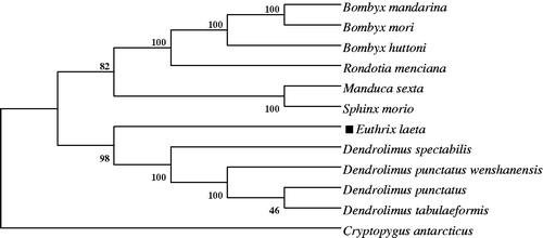 Figure 1. Neighbor-Joining phylogeny based on the nucleotide sequences of 13 mitochondrial PCGs using MEGA 5.05 software (Tamura et al. Citation2011). The Collemola species, Cryptopygus antarcticus used as an outgroup. The genbank accession numbers of species used in phylogenetic tree, Bombyx mori (AC: AB083339); Bombyx mandarina (AC: AB070263); Manduca sexta (AC: NC_010266); Sphinx morio (AC: NC_020780); Bombyx huttoni (AC: NC_026518); Rondotia menciana (AC: KJ647172); Dendrolimus punctatus wenshanensis (AC: KJ913811); Dendrolimus punctatus (AC: NC_027156); Dendrolimus spectabilis (AC: KJ913815); Dendrolimus tabulaeformis (AC: NC_027157); Cryptopygus antarcticus (AC: NC_010533).
