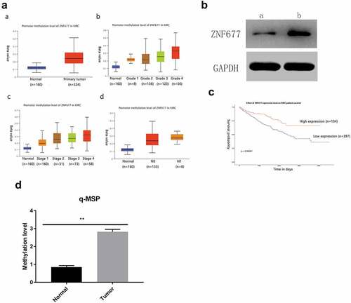 Figure 3. Low expression of ZNF677 was due to hypermethylation. (a) The methylation status of ZNF677 in primary ccRCC tissues and normal tissues from the TCGA database. (b) A drug demethylation experiment showed that treatment with the demethylation drug Aza combined with the HDAC inhibitor trichostatin A could restore the expression of ZNF677 in 786–0 cells, as assessed by Western blot: (a) drug (-), (b) drug (+). (c) The prognostic effect of ZNF677 expression on ccRCC from the TCGA database. Patients with higher ZNF677 mRNA expression levels had a longer survival time compared to those with low ZNF677 mRNA levels. (d) Q-MSP results showing ZNF677 methylation levels in ccRCC tissues and normal tissues.