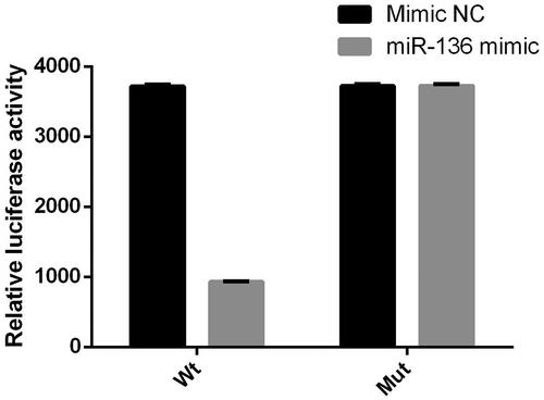 Figure 8. Luciferase activity of miR-136 mimics on the 3′ UTR of SYK. The relative luciferase activity was measured by double luciferase assay.