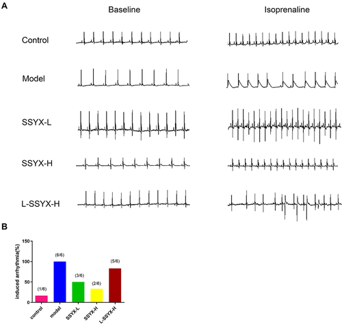 Figure 2 Typical electrocardiogram expressions before and after intraperitoneal isoprenaline and arrhythmia susceptibility in each group. (A) Typical electrocardiogram expressions before and after intraperitoneal isoprenaline in each group. (B) Arrhythmia induction rate in each group (n = 6).