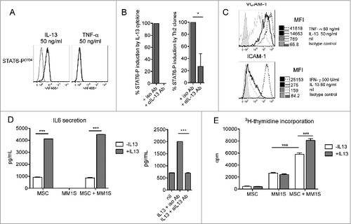 Figure 6. IL-13 induces BM-MSC activation and adhesion molecule upregulation, enhances IL-6 production and IL–13-treated BM-MSCs favor MM cell proliferation. (A) Representative staining for phosphorylated STAT-6 (n = 3). TNFα was used as negative control. Unstimulated cells (gray line) and cytokine-stimulated cells (black line). (B) Cumulative percentage of induction of STAT-6 phosphorylation by recombinant IL-13 (left) and the supernatants of Th22 clones (i.e., A15 and 05.08) (right) in the presence of anti-IL-13 or isotype control Abs. Recombinant IL-13 was used at 10 ng/mL. Clone A15 supernatant (IL-13 = 90 ng/mL) was used diluted (1:10) and clone 05.08 supernatant (IL-13 = 15 ng/mL) was used undiluted. (C) Representative VCAM-1 and ICAM-1 expression on untreated (nil) or IL–13-treated BM-MSCs (n = 2). TNFα and IFNγ were positive controls. (D, left) Representative IL-6 secretion by untreated (-IL-13, white bars) or treated (+IL-13, gray bars) BM-MSCs in the absence or in the presence of MM1S cells (n = 3). (D, right) Effect of addition of anti-IL-13 or isotype control Abs on IL-6 secretion by BM-MSCs. (E) Representative MM1S cell proliferation in the presence of untreated (-IL-13, white bars) or IL-13 (+IL-13, gray bars)-treated BM-MSCs (n = 3). IL-13 in (D) and (E) was used at 50 ng/mL. Responses significantly different are indicated as: *, P < 0.05 and ***, P < 0.001 (determined by paired, one-tailed Student's t-test).