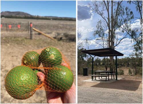 FIGURE 14 Limes from a roadside stall (left); Zonhoven Rest Area (right).