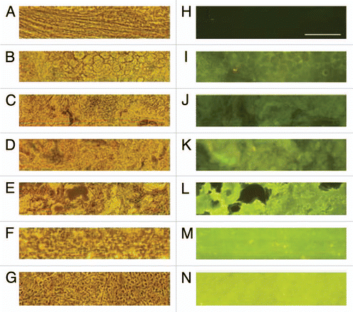 Figure 3 Expression of EGFP in transgenic fetuses and calves. A–G are phase contrast images taken under automatic exposure. H–N are fluorescent images of the same fields taken with a fixed exposure time of 1.8 s. A and H are the control calf (brain); aborted fetus No. 1 (muscle) (B and I); aborted fetus No. 2 (muscle) (C and J); aborted fetus No. 3 (muscle) (D and K); aborted fetus No. 4 (muscle) (E and L); the stillborn calf (muscle) (F and M) and live-born calf (brain) (G and N). All samples were stored under −80°C. A piece of a tissue was squashed between a slide glass and a glass slip and examined. The bar in (H) shows 100 µm.