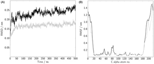 Figure 3. (A) The root mean square deviation (RMSD) of the Rab5 G domain Cα atoms is shown for a 500 ns MD trajectory including 50 ns of equilibration. (B) The root mean square fluctuations (RMSF) were calculated after superposing the G domain coordinates in each frame to the first frame structure. Data for Rab(GDP) (black) and Rab(GTP) (gray) is averaged over three independent runs.