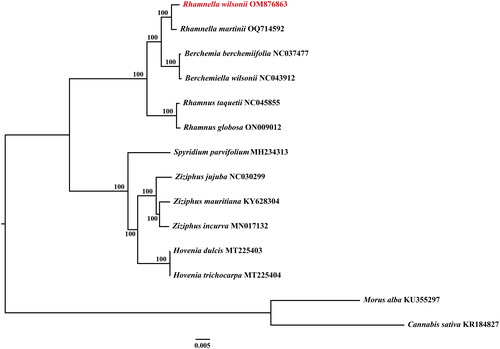 Figure 3. The ML tree based on the complete chloroplast genome of R. wilsonii and other 11 species of rhamnaceae, with Cannabis sativa and Morus Alba as outgroups. The number above the branch is bootstrap value. The following sequences were used: Berchemia berchemiifolia (NC037477) (Cheon et al. Citation2018); Berchemiella wilsonii (NC043912) (Li et al. Citation2019); Cannabis sativa) (KR184827) (Oh et al. Citation2016); Hovenia dulcis (MT225403) (Li et al. Citation2020); H. trichocarpa (MT225404) (Li et al. Citation2020); Morus Alba (KU355297) (Li et al. Citation2018); Rhamnella rubrinervis (ON881505); Rhamnus globosa (ON009012) (Xie et al. Citation2020); Rhamnus taquetii (NC045855) (Jin et al. Citation2020); Spyridium parvifolium (MH234313) (Clowes et al. Citation2018); Ziziphus jujuba (NC030299) (Ma et al. Citation2017); Z. mauritiana (KY628304) (Huang et al. Citation2017); Z. incurva (MN017132) (Wang et al. Citation2019).