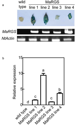 Figure 1. Confirmation of transgenic tobacco plants.(a) Genomic PCR analysis and histochemical GUS staining of transgenic lines. (b) Quantitative real-time PCR. Data are means ± SDs (n = 3), P < .05. Significant differences are indicated by different letters above the bars.
