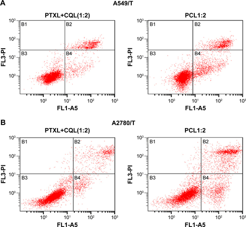 Figure S3 The apoptosis rates in (A) A549/T and (B) A2780/T cells treated with PTXL+CQL(1:2) and PCL1:2 were especially compared.Notes: Pictures of the representative apoptosis spectra are provided. The concentration of PTX in all PTX preparations was 3 µg/mL, while the concentration of CQ in CQL was 15 µg/mL.Abbreviations: A5, channel of FITC; CQ, chloroquine phosphate; CQL, CQ-loaded liposome; FL, fluorescent light channel; PCL, composite liposomal system; PCL1:2, liposome co-encapsulating PTX and CQ at a weight ratio of 1:2; PI, propidium iodide; PTX, paclitaxel; PTXL, PTX-loaded liposome; PTXL+CQL(1:2), the mixture of PTXL and CQL at a weight ratio of 1:2.