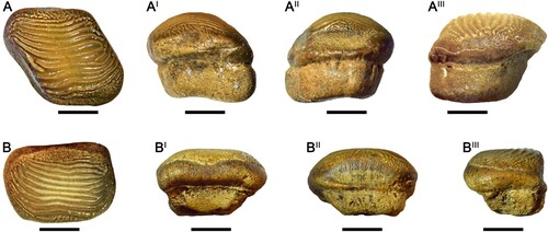 FIGURE 10. Teeth of Ptychodus polygyrus Agassiz, Citation1835, from the Upper Cretaceous of Ryazan Oblast (western Russia) in occlusal (A, B), anterior (AI, BI), posterior (AII, BII), and lateral (AIII, BIII) views. A–AIII, RSU DGE 2018 RO MP-41; B–BIII, RSU DGE 2021 RO MP-19. Scale bars equal 5 mm.