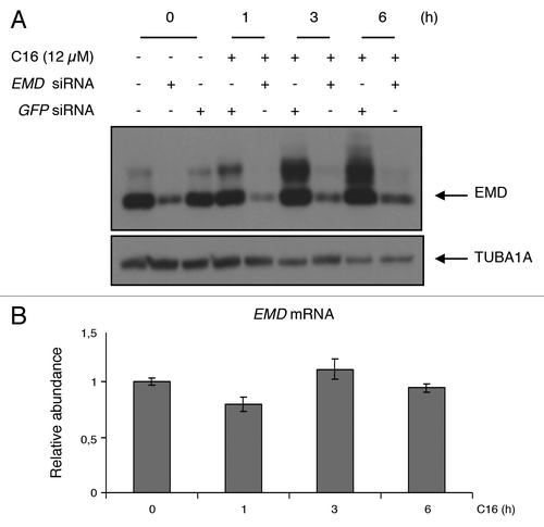Figure 1. C16-ceramide treatment induces EMD phosphorylation. (A) HCT116 cells were transfected with GFP siRNA or EMD siRNA and then stimulated with C16-ceramide (12 µM) for the indicated times. EMD was revealed by western blotting using an anti-EMD antibody. An anti-TUBA1A antibody was used as an internal control. (B) EMD mRNA levels, extracted from HCT116 cells treated with and without C16-ceramide, were assessed by quantitative real-time PCR analysis.