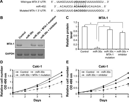 Figure 7 miR-30c would inhibit Caki-1 cells proliferation via decreasing MTA-1 expression by targeting its 3′-UTR sequence.