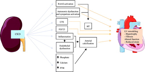 Figure 1. Potential pathophysiological mechanisms of cardiovascular remodelling in CKD patients. Abbreviations: CKD: chronic kidney disease; RAAS: renin-angiotensin-aldosterone-system; CTS: cardiotonic steroids; FGF23: fibroblast growth factor 23; PTH: parathyroid hormone; HT: hypertension; LV: left ventricle. The figure contains elements modified from Servier medical by Servier, which is licensed under a Creative Commons Attribution 3.0. Unported License.