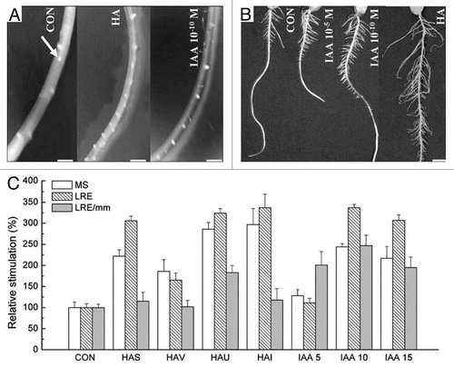 Figure 3 (A–C) Effect of HA and IAA on maize root development evaluated by the induction of mitotic sites (MS) of lateral root emergence (LRE) and lateral root density (LRE per millimetre primary root length—LRE/mm). (A) Representative images of mitotic sites (arrow) of a control root, bar 0.8 mm; hyperinduction of mitotic sites in a root treated with HAU (20 mg C l−1), or in a root treated with IAA (10−10 M), bars 1.2 mm. (B) Representative roots treated with IAA (0, 10−5, 10−10 M) or HAU (20 mg C l−1), bar 10 mm. (C) Quantification of early mitotic sites (clear columns), lateral root emergence (dashed columns) and lateral root density (grey columns). The data represent means from four independent experiments with ten plants analyzed per treatment (§SD, n = 40).Citation52
