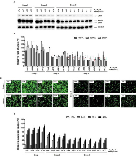 Figure 2. RNA-dependent RNA replication initiated from the vRNA promoter in cells. (A) Primer extension for detecting vRNA(EGFP) [138 nucleotides (nt)] and its cRNA (162 nt) or mRNA (>162 nt) transcripts. At 24 h after transfection of 293 T cells with individual vX14′Y13 reporter constructs [pHH21-vRNA(EGFP) series] together with pVP-PB2, -PB1, -PA, and -NP, total RNA was purified from the cell lysates. Cellular 5S rRNA (100 nt) was used as an internal control. The primer extension products are indicated with arrows at the right side. The wild-type vUA sample was loaded in each panel (underlined). (B) Quantification of band intensities of (A) using a phosphorimage analyser. Values were normalized against 5S rRNA. Error bars represent standard error of the mean (SEM) from three independent experiments. Relative changes are given as percentages of the vUA sample (100%). Statistical analysis was performed by two-way ANOVA with Dunnett’s multiple comparison test against the control sample, vUA, in vRNA (black asterisks), mRNA (red asterisks) and cRNA (green asterisks) levels. *P < 0.05, **P < 0.01, and ***P < 0.001. (C) At 24 h post-transfection, EGFP expression was captured by fluorescent microscopy. Original magnification, 10 ×. (D) The fluorescent images were captured every 12 h for 48 h using a live cell imaging system. Fluorescent spots were counted 16 nonoverlapped areas per well and compared with the spot number from vUA at 48 h (100%). Error bars represent SEM from four independent experiments